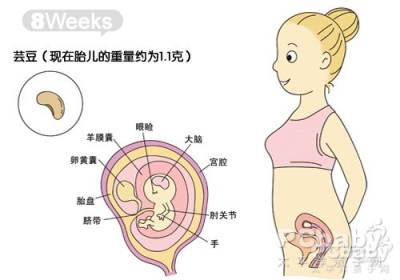 怀孕8周胎儿发育图_怀孕两个月胎儿发育过程