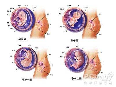 怀孕三个月胎儿发育过程图