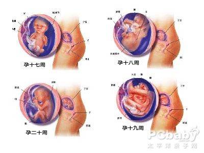 怀孕五个月胎儿发育过程图