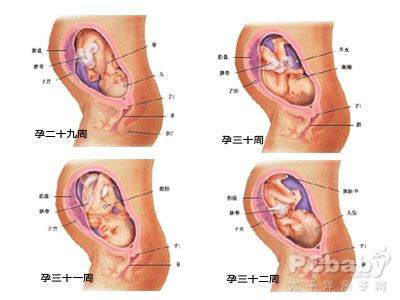 怀孕八个月胎儿发育过程图