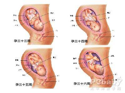 怀孕九个月胎儿发育过程图