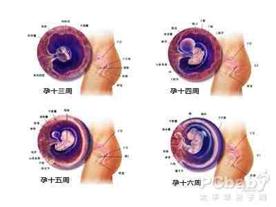 怀孕四个月胎儿发育过程图