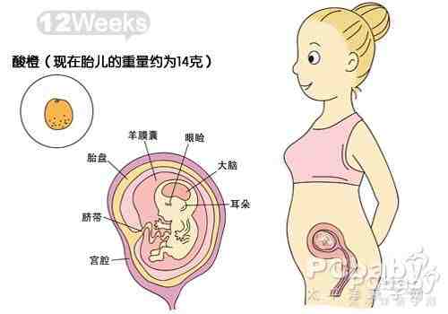 怀孕三个月胎儿发育过程图