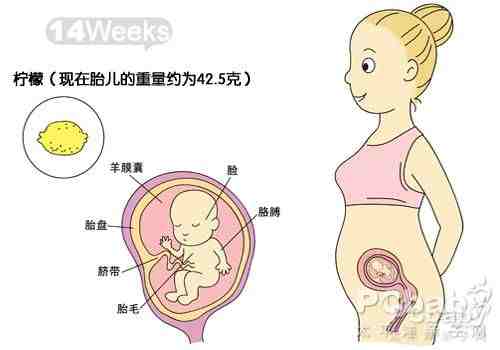 怀孕四个月胎儿发育过程图_怀孕四个月胎儿发
