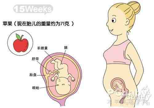 怀孕四个月胎儿发育过程图_怀孕四个月胎儿发