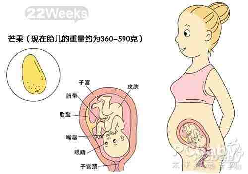 怀孕22周胎儿发育图