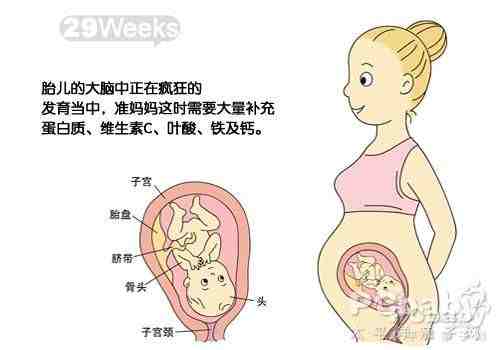 怀孕29周胎儿发育图_怀孕八个月胎儿发育过程