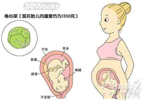怀孕30周胎儿发育图_怀孕八个月胎儿发育过程