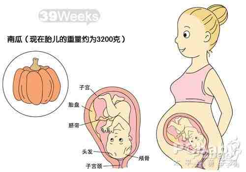 怀孕十个月胎儿发育过程图_怀孕十个月胎儿发