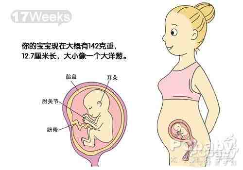 怀孕五个月胎儿发育过程图