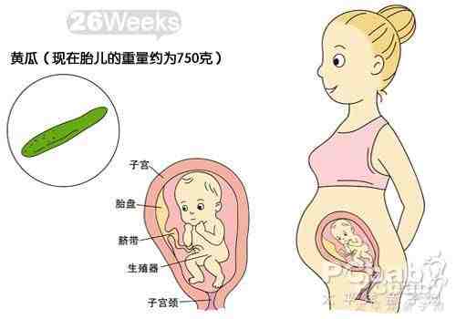 怀孕26周胎儿发育图