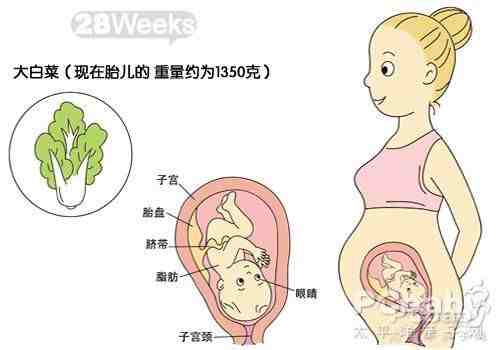 怀孕28周胎儿发育图