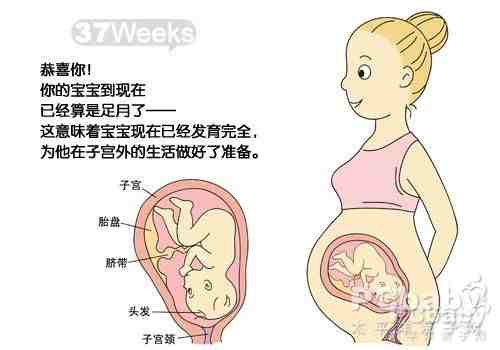 怀孕37周胎儿发育图