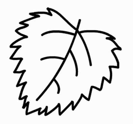 树叶的简笔画图片大全 简笔画100种画叶子图片图片