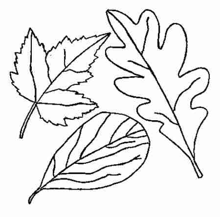 树叶简笔画:枫叶简笔画
