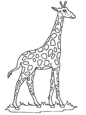 长颈鹿简笔画:长颈鹿和羊