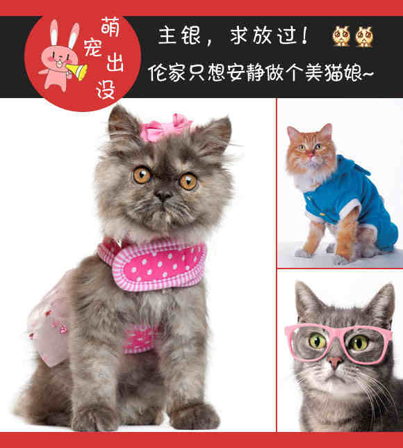 求放过 我只想安静做个美猫娘