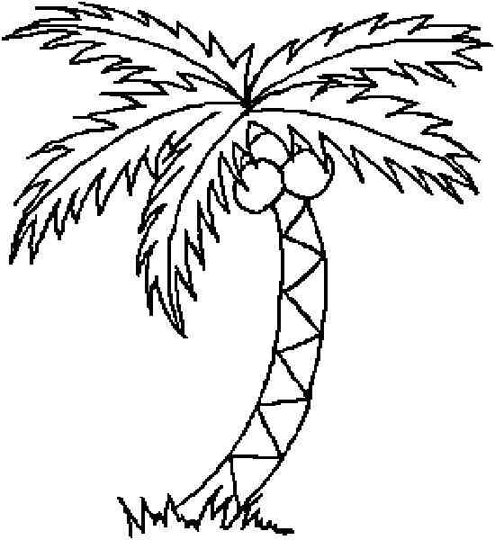 椰子树简笔画:海南岛的椰子树