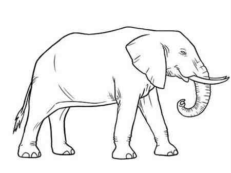 大象简笔画:世界上最大的陆栖哺乳动物
