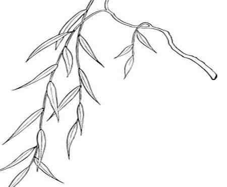 柳树简笔画:我家的柳树图片