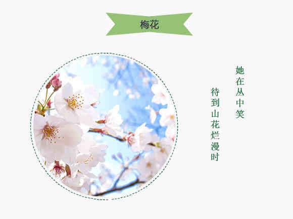 新春花意浓 羊城春节赏花指南