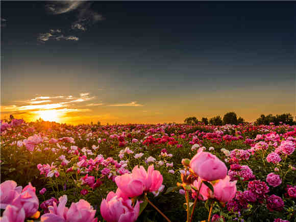 芳菲未尽 四月还有哪些赏花地