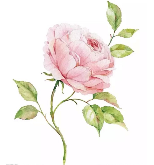 水彩画:水彩画入门要准备什么