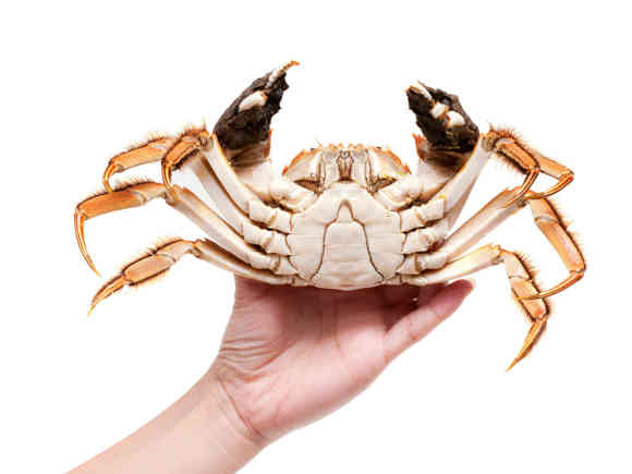 区分螃蟹的公母就要看肚脐处,公蟹的脐是三角,母蟹的脐是圆的.