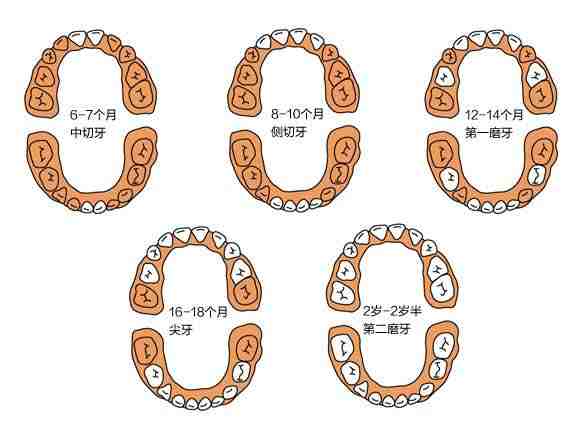 宝宝出牙时间和顺序图，妈妈速收藏！