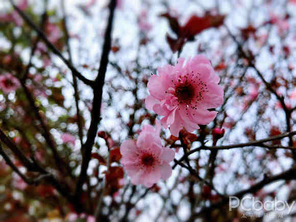 【可发】三月花开成海 花城承包了广东醉美的春天