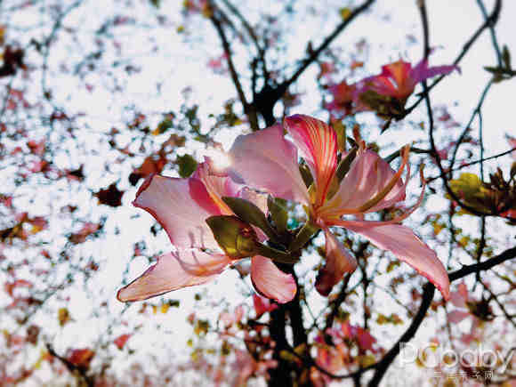 【可发】三月花开成海 花城承包了广东醉美的春天