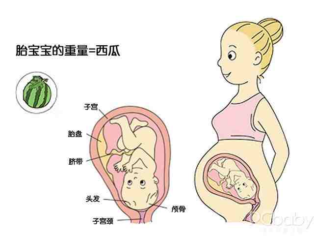 怀孕1-10个月胎儿生长发育指标