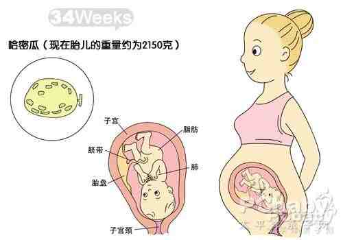 怀孕34周胎儿发育图