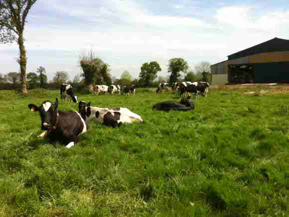 法国诺曼底天然牧场 合生元优质奶源地实访