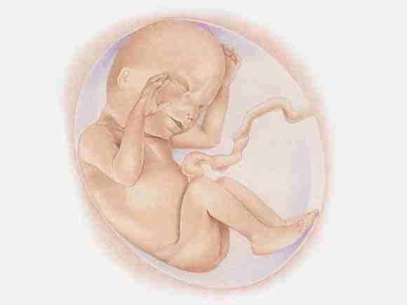 怀孕1-10个月胎儿生长发育图