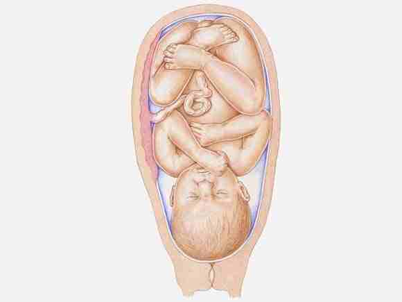 怀孕1-10个月胎儿生长发育图